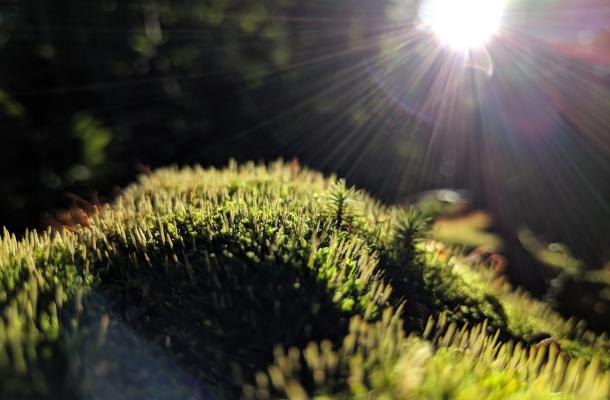 close up image of moss, with the sun shining down in the background